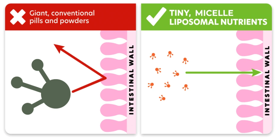 Complete Collagen Plus intestinal absorption diagram gut lining collagen delivery